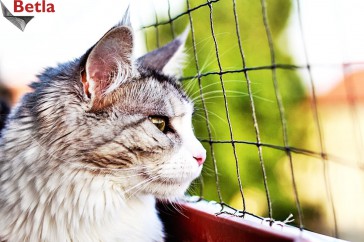 Siatki Chełmno - Siatka zabezpieczająca okna przed kotem dla terenów Chełmna